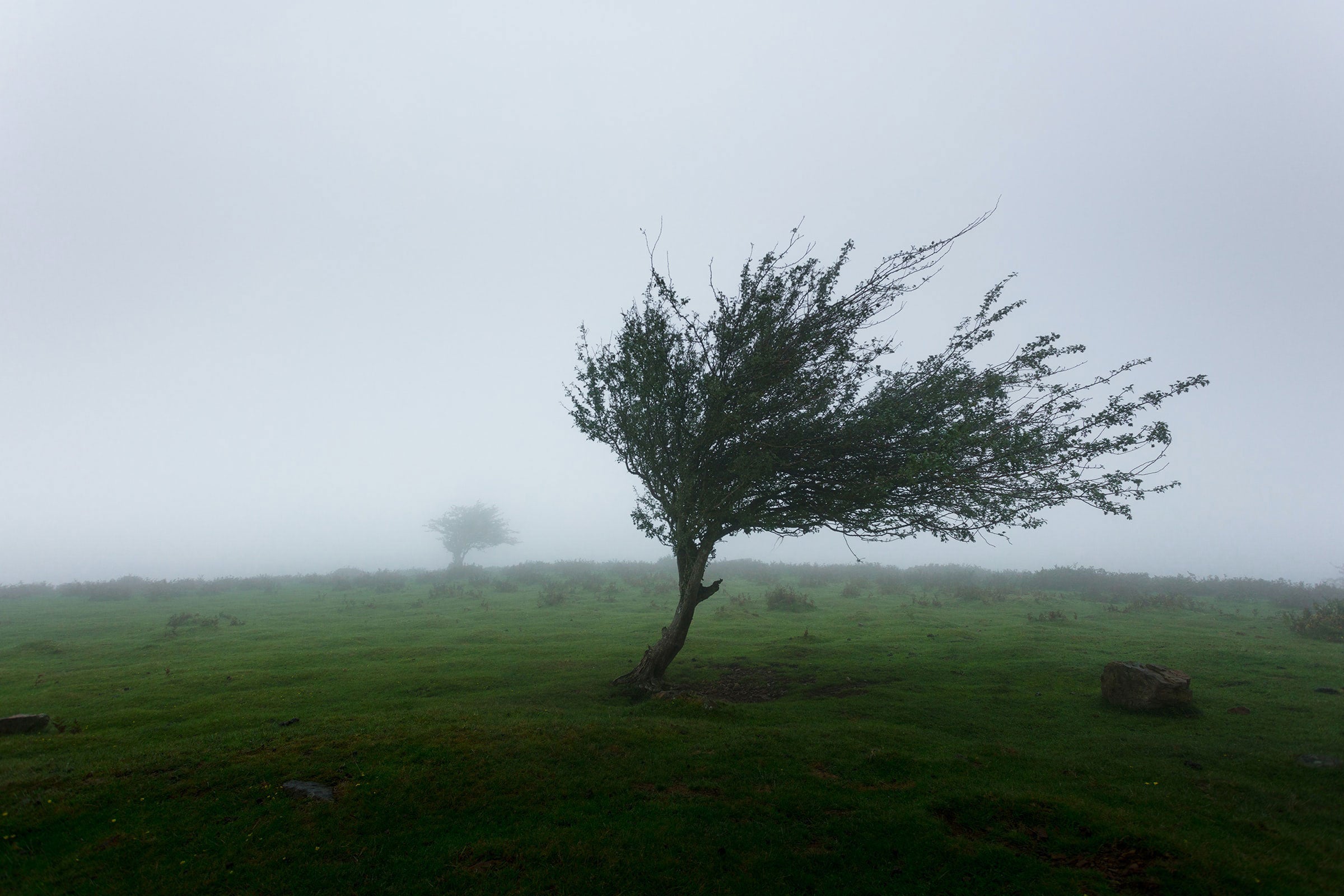 A tree bending in the stormy wind